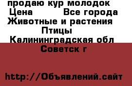 продаю кур молодок. › Цена ­ 320 - Все города Животные и растения » Птицы   . Калининградская обл.,Советск г.